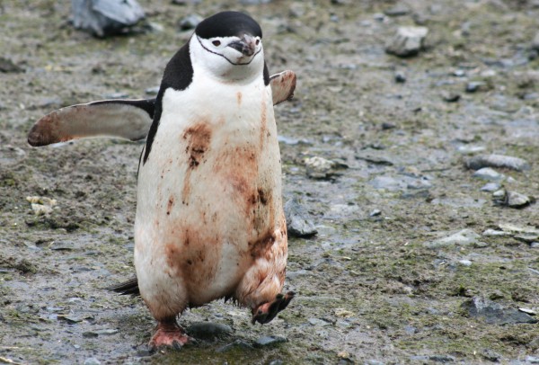 vies uit de kolonie naar zee